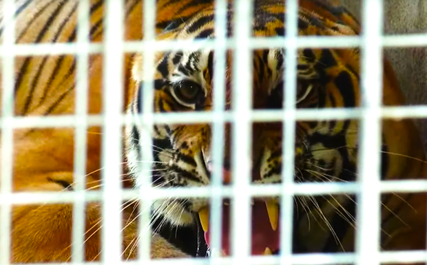  9 con hổ Đông Dương còn sống sau giải cứu ở Nghệ An: Ăn 6kg thịt mỗi ngày, thích nghi tốt và được ‘trị liệu’ giảm stress - Ảnh 4.