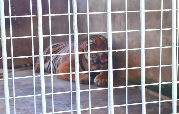  9 con hổ Đông Dương còn sống sau giải cứu ở Nghệ An: Ăn 6kg thịt mỗi ngày, thích nghi tốt và được ‘trị liệu’ giảm stress - Ảnh 6.