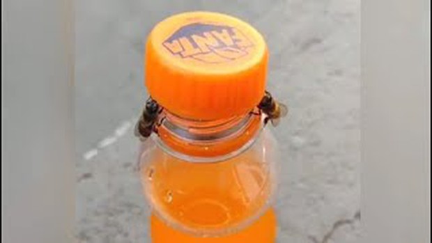 Clip: Hai chú ong hợp lực cùng nhau mở nắp chai nước ngọt khiến MXH thích thú, nhưng các nhà khoa học vẫn bảo thường thôi!  - Ảnh 2.