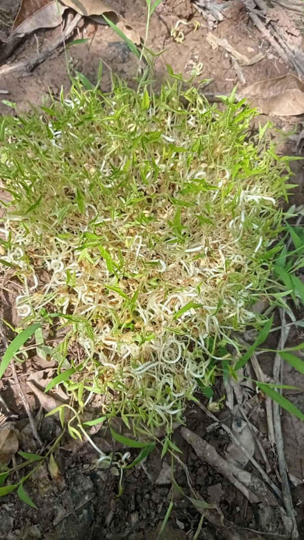 Vợ nhiều lần ủ giá đỗ nhưng chưa bao giờ thấy thành quả, anh chồng ra vườn mới phát hiện ra sự thật ngỡ ngàng - Ảnh 1. Vợ nhiều lần ủ giá đỗ nhưng chưa bao giờ thấy thành quả, anh chồng ra vườn mới phát hiện ra sự thật ngỡ ngàng - Ảnh 1.