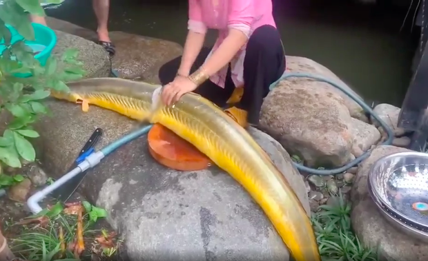 Dân mạng hốt hoảng khi thấy người phụ nữ làm thịt “Cá Thần”, là loài hiếm được định giá lên tới vài tỷ? - Ảnh 1. Dân mạng hốt hoảng khi thấy người phụ nữ làm thịt “Cá Thần”, là loài hiếm được định giá lên tới vài tỷ? - Ảnh 1.