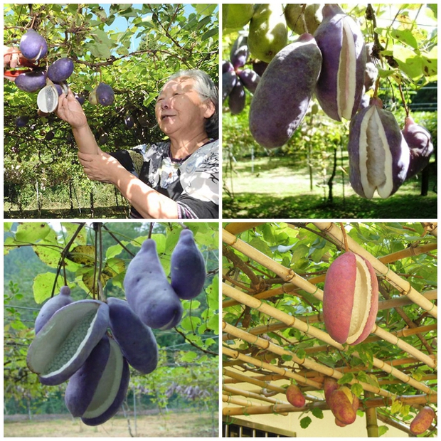 Thứ quả tím lịm tìm sim trông như xoài nhưng bên trong lại giống chuối, hoá ra ở Việt Nam giá lên tới cả trăm ngàn 1 trái - Ảnh 5. Thứ quả tím lịm tìm sim trông như xoài nhưng bên trong lại giống chuối, hoá ra ở Việt Nam giá lên tới cả trăm ngàn 1 trái - Ảnh 5.