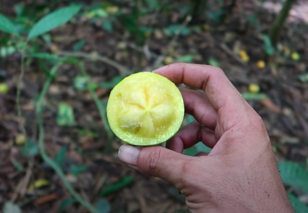 Loại quả dại trước đây chỉ có trẻ em miền quê hái ăn chơi, giờ người thành phố muốn mua cũng khó - Ảnh 2. Loại quả dại trước đây chỉ có trẻ em miền quê hái ăn chơi, giờ người thành phố muốn mua cũng khó - Ảnh 2.