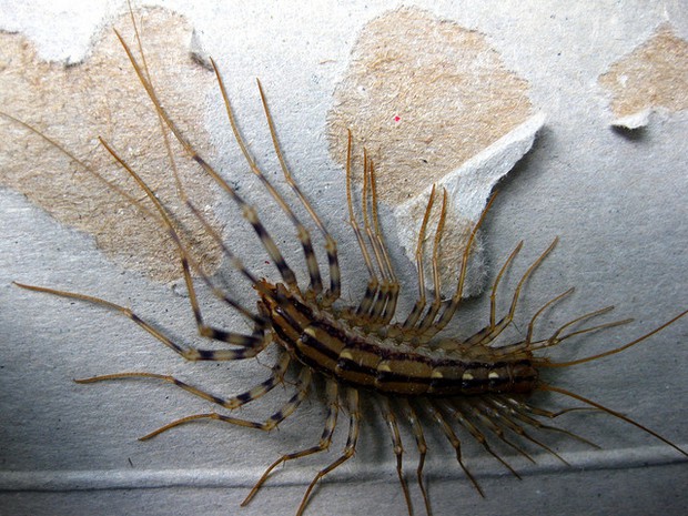 house-centipede-1629694818514834189874.jpg