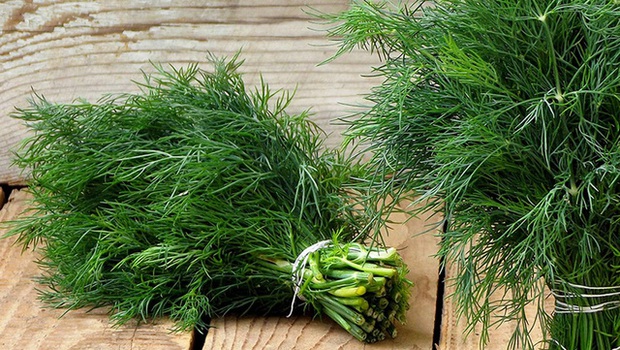 8 loại cây vừa dễ trồng vừa là kho thuốc quý trong nhà - Ảnh 7.