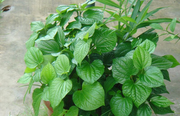 8 loại cây vừa dễ trồng vừa là kho thuốc quý trong nhà - Ảnh 9.
