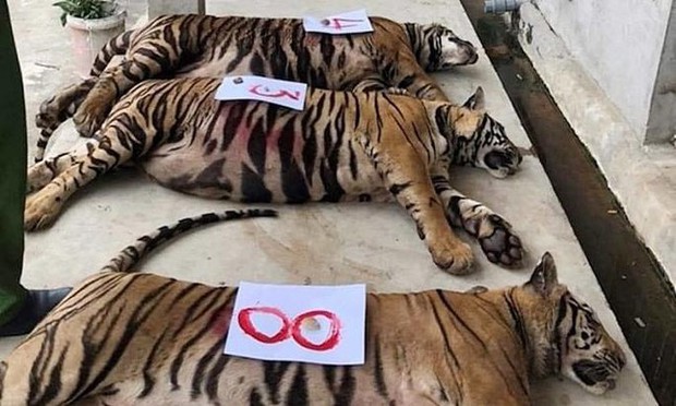 9 con hổ ở nghệ an còn sống sau vụ giải cứu: ngày uống dùng tiêu tốn hết 20 triệu đồng - Ảnh 1. 9 con hổ ở nghệ an còn sống sau vụ giải cứu: ngày uống dùng tiêu tốn hết 20 triệu đồng - Ảnh 1.