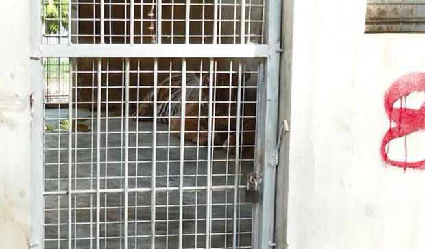 9 con hổ ở nghệ an còn sống sau vụ giải cứu: ngày uống dùng tiêu tốn hết 20 triệu đồng - Ảnh 2. 9 con hổ ở nghệ an còn sống sau vụ giải cứu: ngày uống dùng tiêu tốn hết 20 triệu đồng - Ảnh 2.