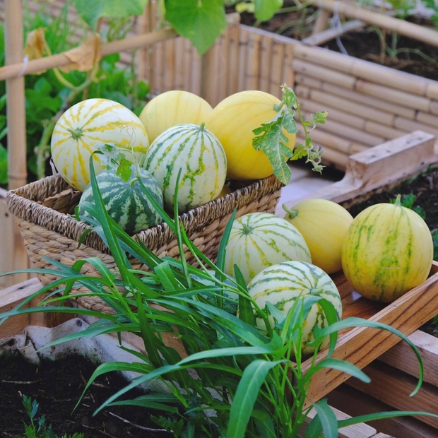 Vườn rau trên sân thượng quá đỉnh khiến dân tình nức nở ước ao, đủ loại rau củ đề huề chẳng thua gì siêu thị - Ảnh 5. Vườn rau trên sân thượng quá đỉnh khiến dân tình nức nở ước ao, đủ loại rau củ đề huề chẳng thua gì siêu thị - Ảnh 5.