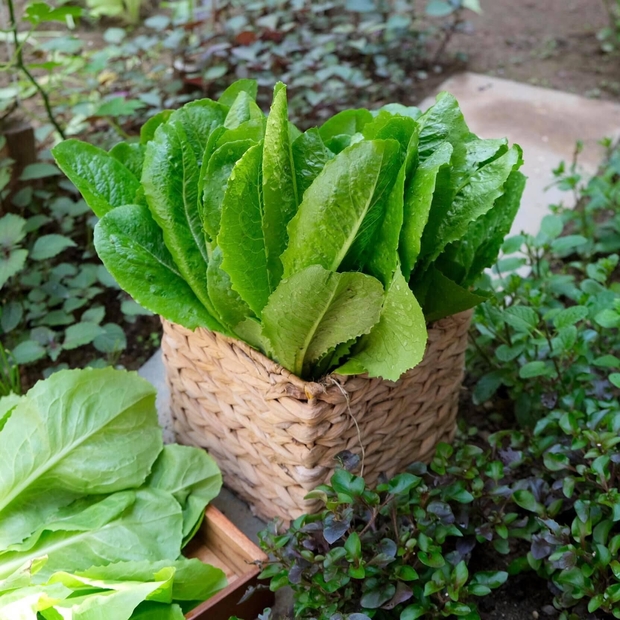 Vườn rau trên sân thượng quá đỉnh khiến dân tình nức nở ước ao, đủ loại rau củ đề huề chẳng thua gì siêu thị - Ảnh 7. Vườn rau trên sân thượng quá đỉnh khiến dân tình nức nở ước ao, đủ loại rau củ đề huề chẳng thua gì siêu thị - Ảnh 7.