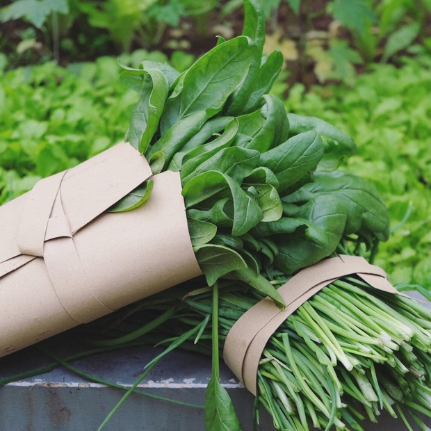 Vườn rau trên sân thượng quá đỉnh khiến dân tình nức nở ước ao, đủ loại rau củ đề huề chẳng thua gì siêu thị - Ảnh 8. Vườn rau trên sân thượng quá đỉnh khiến dân tình nức nở ước ao, đủ loại rau củ đề huề chẳng thua gì siêu thị - Ảnh 8.