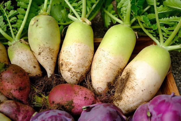 Vườn rau trên sân thượng quá đỉnh khiến dân tình nức nở ước ao, đủ loại rau củ đề huề chẳng thua gì siêu thị - Ảnh 6. Vườn rau trên sân thượng quá đỉnh khiến dân tình nức nở ước ao, đủ loại rau củ đề huề chẳng thua gì siêu thị - Ảnh 6.