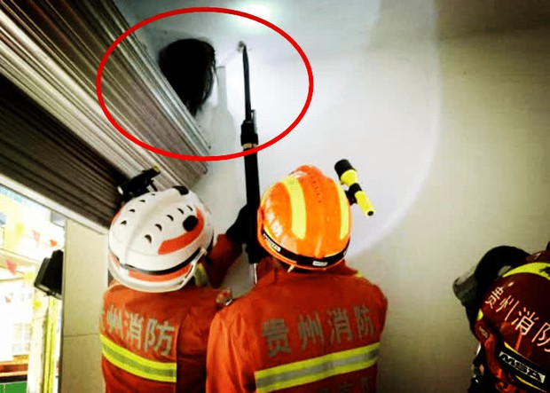 Sáng tỉnh dậy thấy cái đầu đầy tóc thò ra ở góc trần nhà, cặp vợ chồng nhìn kỹ “hiện vật” còn hốt hoảng hơn phải gọi vội cảnh sát - Ảnh 2. Sáng tỉnh dậy thấy cái đầu đầy tóc thò ra ở góc trần nhà, cặp vợ chồng nhìn kỹ “hiện vật” còn hốt hoảng hơn phải gọi vội cảnh sát - Ảnh 2.
