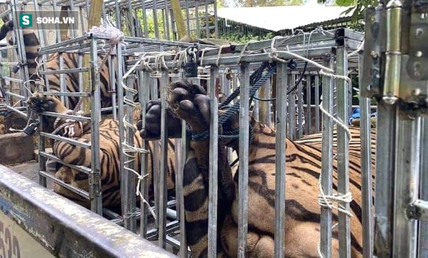 Video: Cận cảnh chuồng trại nuôi nhốt 17 con hổ lớn vừa bị công an triệt phá - Ảnh 11.