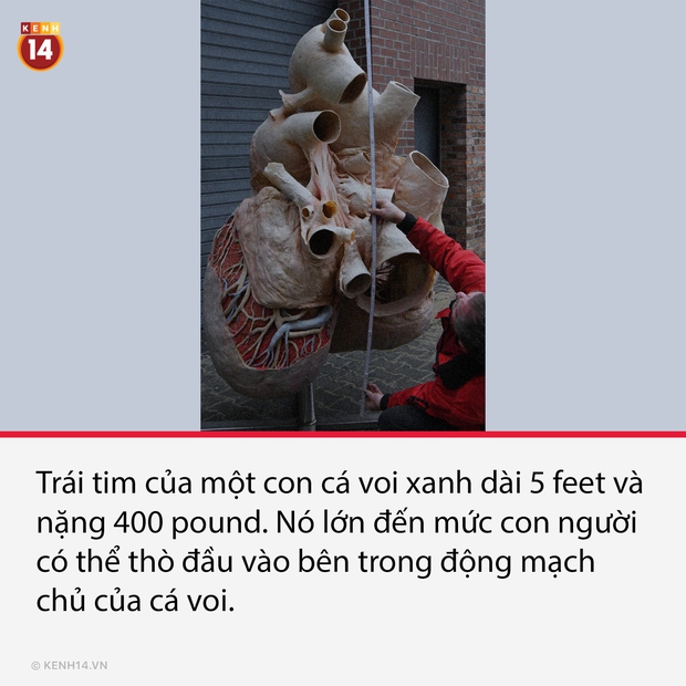 14 sự thật thú vị nhưng cũng cực lạ về thế giới quanh ta, càng đọc càng thấy bõ tiền mạng phải đóng mỗi tháng - Ảnh 11. 14 sự thật thú vị nhưng cũng cực lạ về thế giới quanh ta, càng đọc càng thấy bõ tiền mạng phải đóng mỗi tháng - Ảnh 11.