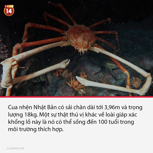 14 sự thật thú vị nhưng cũng cực lạ về thế giới quanh ta, càng đọc càng thấy bõ tiền mạng phải đóng mỗi tháng - Ảnh 4. 14 sự thật thú vị nhưng cũng cực lạ về thế giới quanh ta, càng đọc càng thấy bõ tiền mạng phải đóng mỗi tháng - Ảnh 4.
