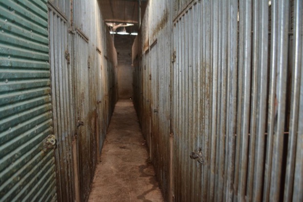 Tổ chức quốc tế lên tiếng vụ làm hầm nuôi nhốt hổ như nuôi heo - Ảnh 1.