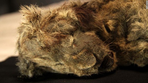 Bức ảnh con sư tử tưởng như đồ chơi nhưng lại ẩn chứa bí mật bị chôn vùi 28.000 năm, mổ bụng ra càng khiến các nhà khoa học ngỡ ngàng - Ảnh 4.