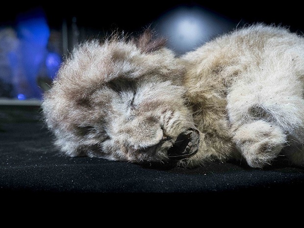 Bức ảnh con sư tử tưởng như đồ chơi nhưng lại ẩn chứa bí mật bị chôn vùi 28.000 năm, mổ bụng ra càng khiến các nhà khoa học ngỡ ngàng - Ảnh 6.