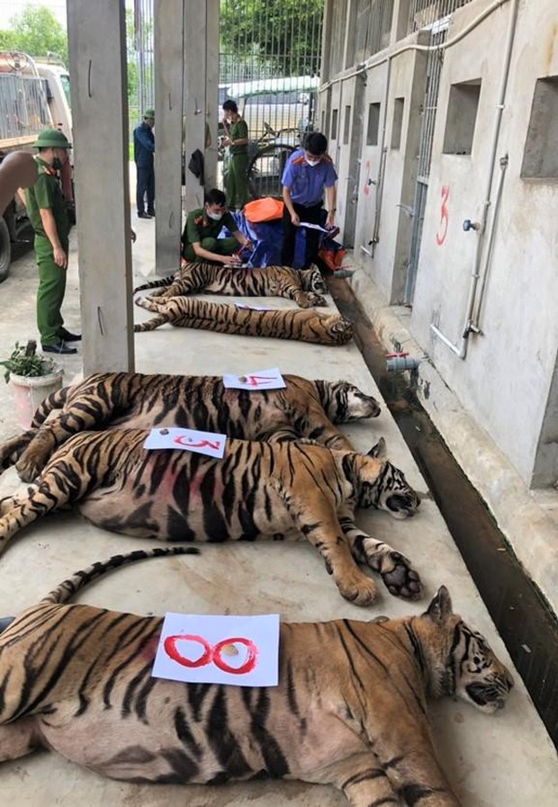 Vụ 8 con hổ chết sau khi giải cứu ở Nghệ An: Ai sẽ chịu trách nhiệm? - Ảnh 1.