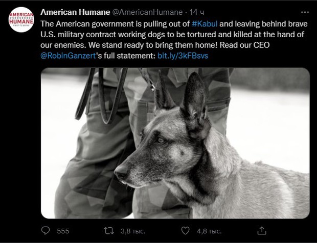American Humane: Những con chó phục vụ bị quân đội Mỹ bỏ lại ở Afghanistan sẽ phải chịu số phận tệ hơn cái chết - Ảnh 1. American Humane: Những con chó phục vụ bị quân đội Mỹ bỏ lại ở Afghanistan sẽ phải chịu số phận tệ hơn cái chết - Ảnh 1.