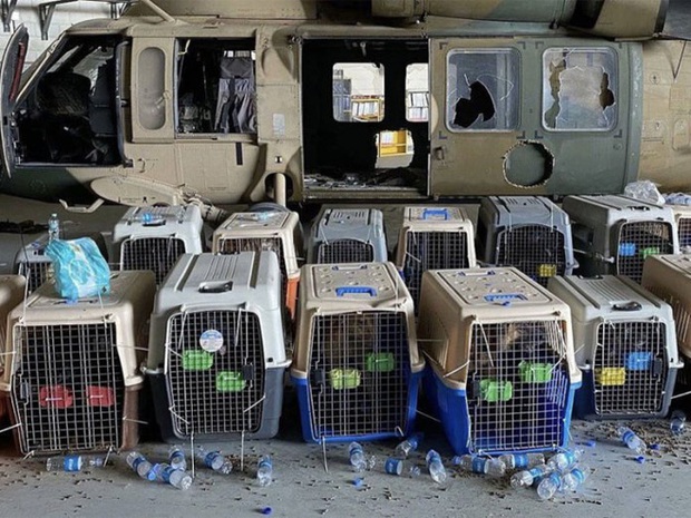 American Humane: Những con chó phục vụ bị quân đội Mỹ bỏ lại ở Afghanistan sẽ phải chịu số phận tệ hơn cái chết - Ảnh 2. American Humane: Những con chó phục vụ bị quân đội Mỹ bỏ lại ở Afghanistan sẽ phải chịu số phận tệ hơn cái chết - Ảnh 2.