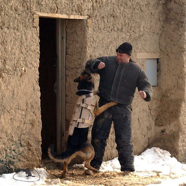 American Humane: Những con chó phục vụ bị quân đội Mỹ bỏ lại ở Afghanistan sẽ phải chịu số phận tệ hơn cái chết - Ảnh 5. American Humane: Những con chó phục vụ bị quân đội Mỹ bỏ lại ở Afghanistan sẽ phải chịu số phận tệ hơn cái chết - Ảnh 5.