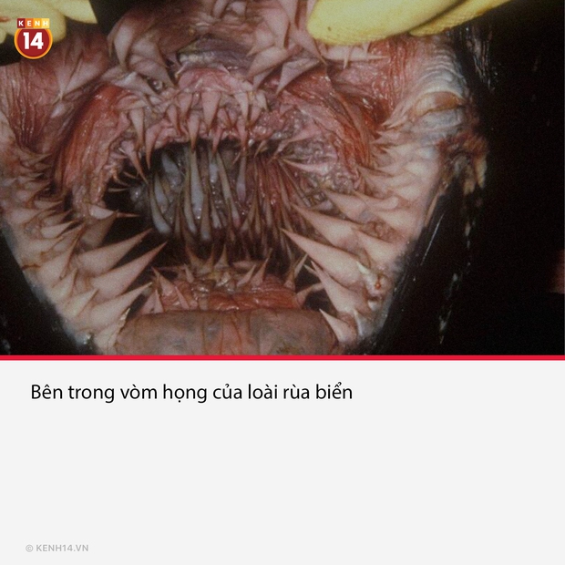 15 bức hình hoàn toàn có thật và gây ám ảnh cực mạnh, được chọn lọc từ những khoảnh khắc đen tối nhất của lịch sử loài người - Ảnh 14. 15 bức hình hoàn toàn có thật và gây ám ảnh cực mạnh, được chọn lọc từ những khoảnh khắc đen tối nhất của lịch sử loài người - Ảnh 14.