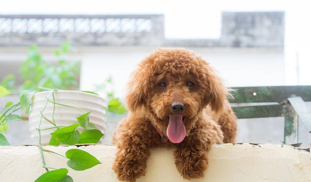 2 chị em đều bị sốt cao, trên đầu mọc lởm chởm các cục mụn mủ to bằng quả chanh, bác sĩ nhắc nhở 5 lưu ý khi có thú cưng trong nhà - Ảnh 3. 2 chị em đều bị sốt cao, trên đầu mọc lởm chởm các cục mụn mủ to bằng quả chanh, bác sĩ nhắc nhở 5 lưu ý khi có thú cưng trong nhà - Ảnh 3.