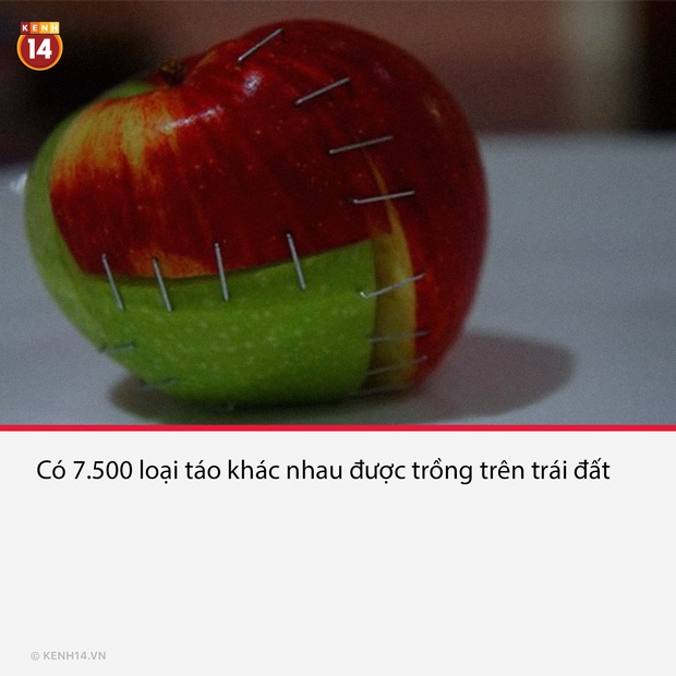 15 sự thật đáng quan ngại về thực phẩm mà chúng ta tiêu thụ mỗi ngày, đọc xong muốn ăn chay cũng không nổi - Ảnh 8. 15 sự thật đáng quan ngại về thực phẩm mà chúng ta tiêu thụ mỗi ngày, đọc xong muốn ăn chay cũng không nổi - Ảnh 8.