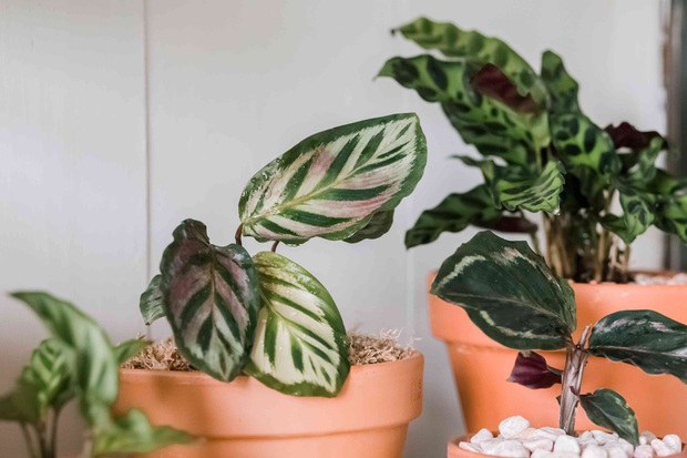 Phòng tắm vừa khô ráo vừa thơm tho với 7 loại cây được ví như máy hút ẩm này - Ảnh 11.