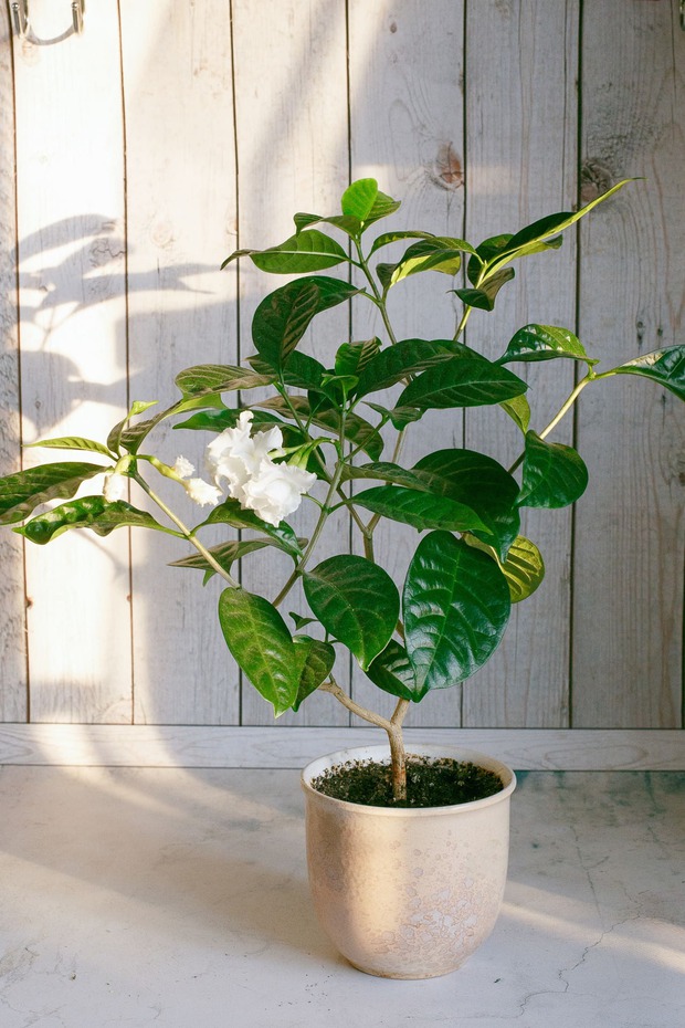 Phòng tắm vừa khô ráo vừa thơm tho với 7 loại cây được ví như máy hút ẩm này - Ảnh 13.