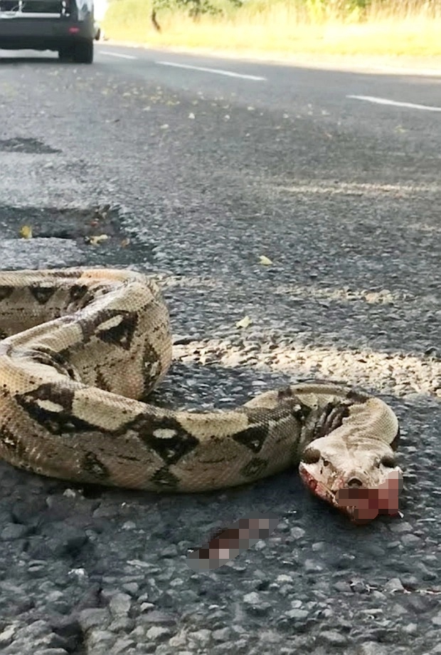 Con trăn bị xe cán nằm chết trên đường, dân địa phương không thương xót lại sợ hãi, lo con cái gặp nạn bởi lý do này - Ảnh 1.