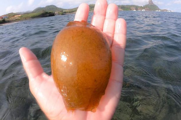 Đăng đàn khoe viên ngọc màu cam vừa vớt được dưới biển, anh ngư dân “tím mặt” khi đọc bình luận, vội vàng thả đi - Ảnh 1. Đăng đàn khoe viên ngọc màu cam vừa vớt được dưới biển, anh ngư dân “tím mặt” khi đọc bình luận, vội vàng thả đi - Ảnh 1.