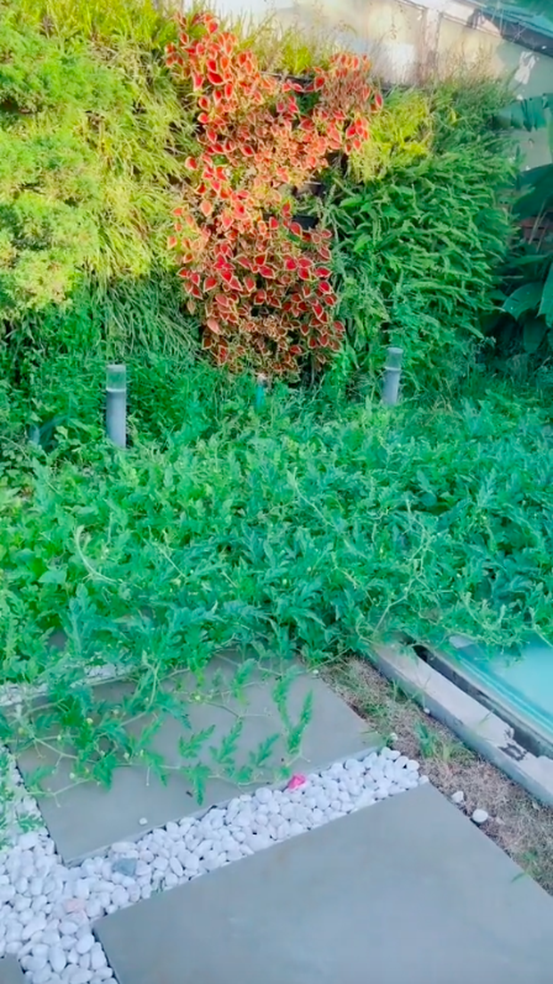 Về quê tránh dịch 1,5 tháng, gia chủ tá hoả khi quay lại thấy vườn penthouse mọc đầy dưa hấu, nghe lý do mới thấy cực nể - Ảnh 1. Về quê tránh dịch 1,5 tháng, gia chủ tá hoả khi quay lại thấy vườn penthouse mọc đầy dưa hấu, nghe lý do mới thấy cực nể - Ảnh 1.