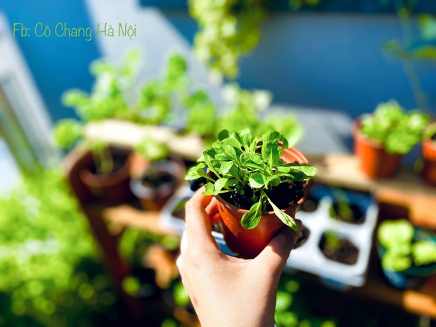 Vườn rau đẹp Vườn rau đẹp