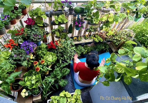 Vườn rau đẹp Vườn rau đẹp