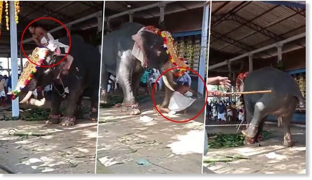 Clip: Voi bất ngờ nổi điên trong lúc làm lễ tại đền thờ, hất tung quản tượng xuống đất rồi đập phá - Ảnh 2. Clip: Voi bất ngờ nổi điên trong lúc làm lễ tại đền thờ, hất tung quản tượng xuống đất rồi đập phá - Ảnh 2.