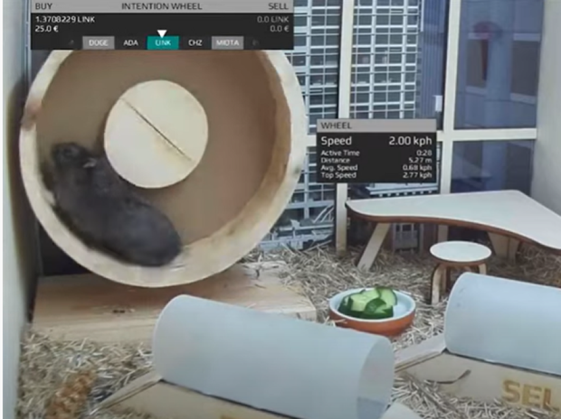 Chú hamster đầu tư tài chính giỏi như chuyên gia phố Wall, sống trong lồng công nghệ cao chạy đến đâu ra tiền đến đấy - Ảnh 3. Chú hamster đầu tư tài chính giỏi như chuyên gia phố Wall, sống trong lồng công nghệ cao chạy đến đâu ra tiền đến đấy - Ảnh 3.