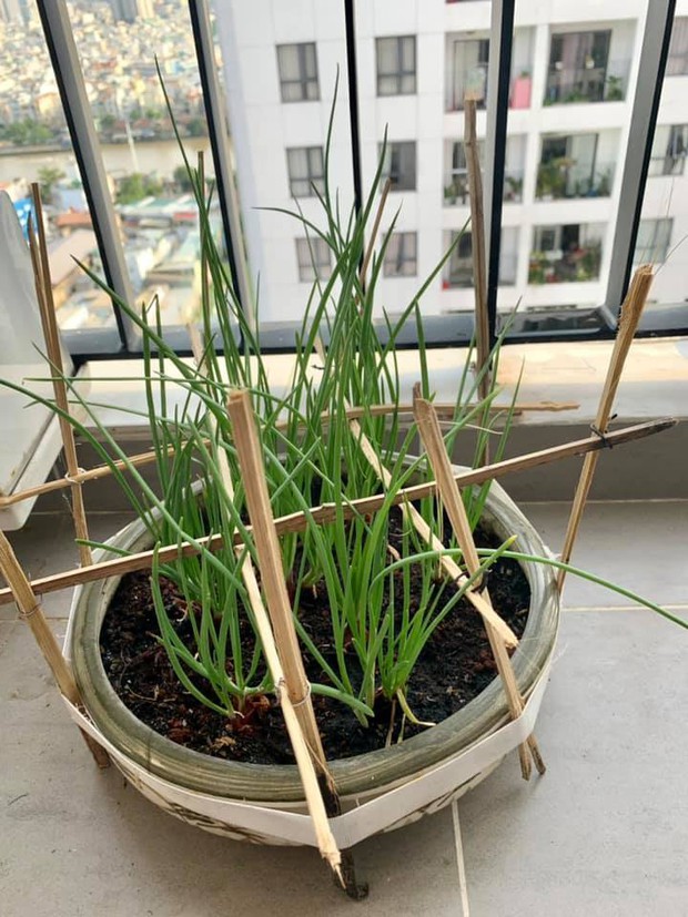 Mẹ bỉm Sài Gòn có tips bảo quản thực phẩm mùa dịch cực khoa học, thú vị nhất là tiết mục phơi rau - Ảnh 4.