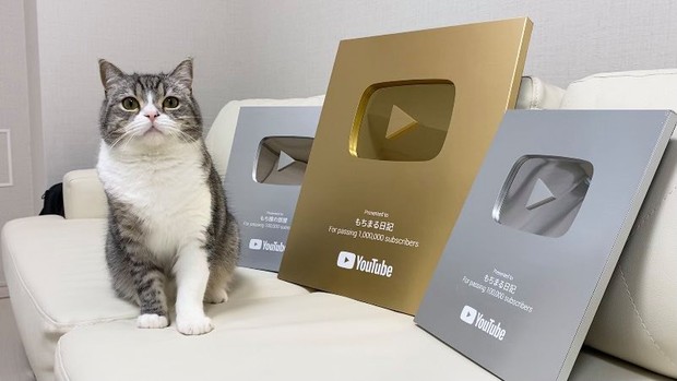 Một chú mèo vừa đạt được kỷ lục Guinness, rinh hẳn nút Bạc, nút Vàng YouTube và kiếm tiền tỷ mỗi tháng - Ảnh 3. Một chú mèo vừa đạt được kỷ lục Guinness, rinh hẳn nút Bạc, nút Vàng YouTube và kiếm tiền tỷ mỗi tháng - Ảnh 3.