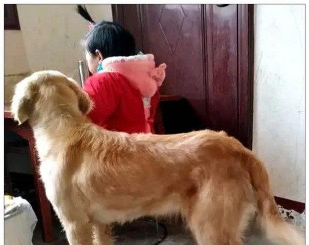 Để con gái 4 tuổi ở nhà với chó Golden, cảnh tượng sau đó khiến ông bố giật cả mình - Ảnh 1. Để con gái 4 tuổi ở nhà với chó Golden, cảnh tượng sau đó khiến ông bố giật cả mình - Ảnh 1.