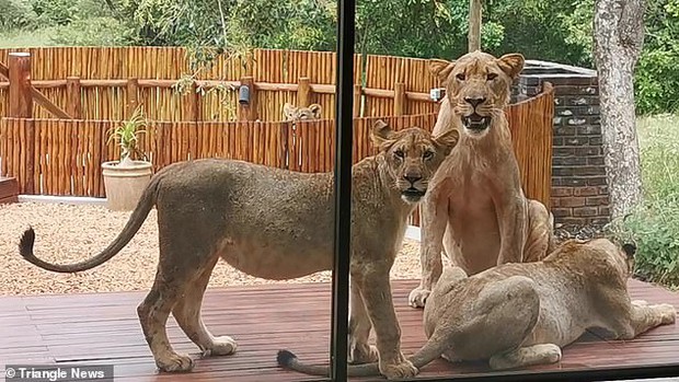 Mở cửa vào nhà, gia chủ giật thót tim khi thấy đàn sư tử 6 con nằm phơi nắng, cư dân mạng khen có thú cưng giữ nhà xịn quá - Ảnh 2.