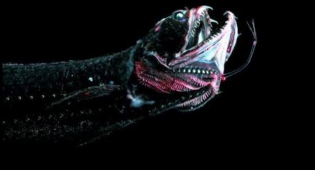 12 chú động vật với ngoại hình cực kinh dị được tìm thấy dưới rãnh Marina, nơi sâu thẳm và bí ẩn nhất ở đại dương - Ảnh 10.