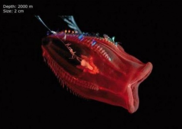 12 chú động vật với ngoại hình cực kinh dị được tìm thấy dưới rãnh Marina, nơi sâu thẳm và bí ẩn nhất ở đại dương - Ảnh 12.