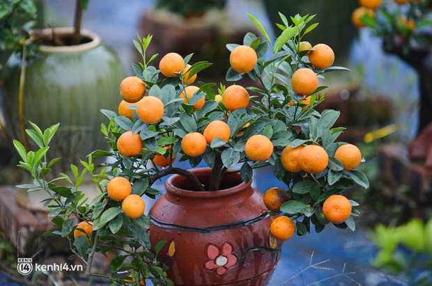 Ảnh: Nghệ nhân Tứ Liên tạo hàng trăm chậu Hổ vàng ôm quất bonsai giá bạc triệu hút khách chơi Tết - Ảnh 10. Ảnh: Nghệ nhân Tứ Liên tạo hàng trăm chậu Hổ vàng ôm quất bonsai giá bạc triệu hút khách chơi Tết - Ảnh 10.