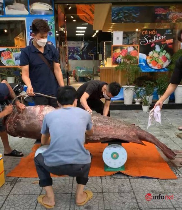 Đà Nẵng: Bắt được cá mú khổng lồ nặng gần 200kg, dài hơn 2m - Ảnh 4.
