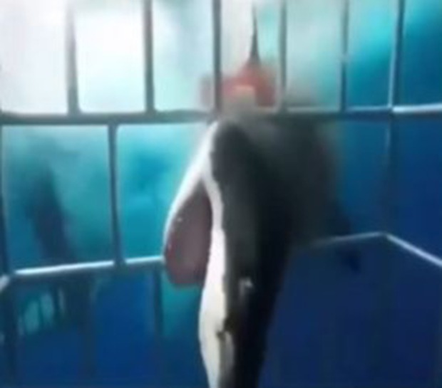 Clip: Khoảnh khắc kinh hoàng cá mập tìm cách chui vào lồng để hỏi thăm thợ lặn, nhưng hóa ra đang tự bơi vào chỗ chết - Ảnh 2.