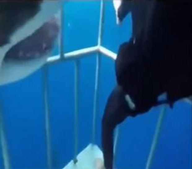 Clip: Khoảnh khắc kinh hoàng cá mập tìm cách chui vào lồng để hỏi thăm thợ lặn, nhưng hóa ra đang tự bơi vào chỗ chết - Ảnh 3.