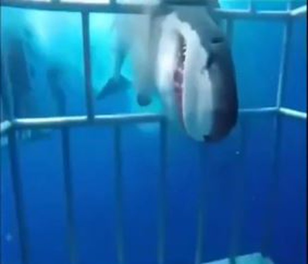 Clip: Khoảnh khắc kinh hoàng cá mập tìm cách chui vào lồng để hỏi thăm thợ lặn, nhưng hóa ra đang tự bơi vào chỗ chết - Ảnh 4.